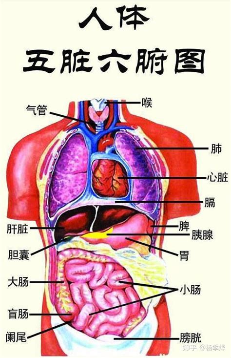 內臟有哪些